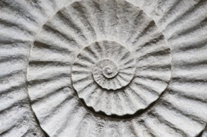 Shell Fossil Inside Out by topstep07